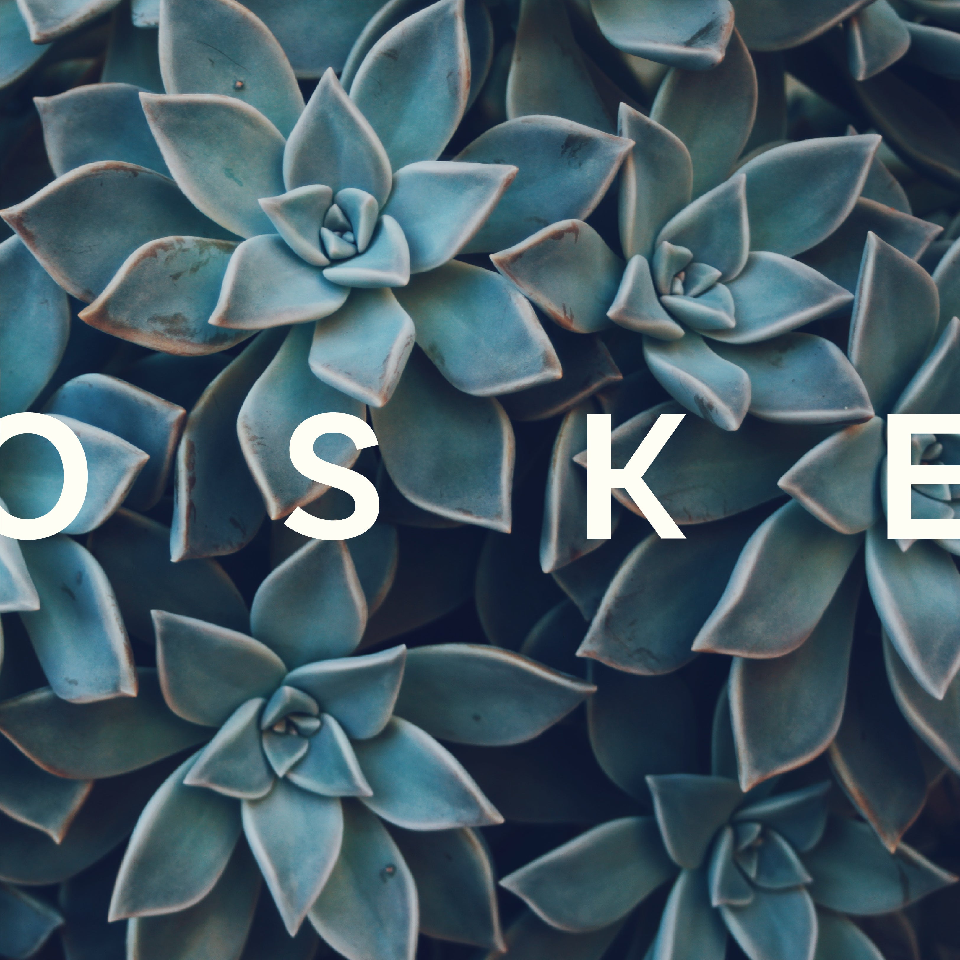 OSKE Article: 11 Reasons we love Aloe Vera Lubricant